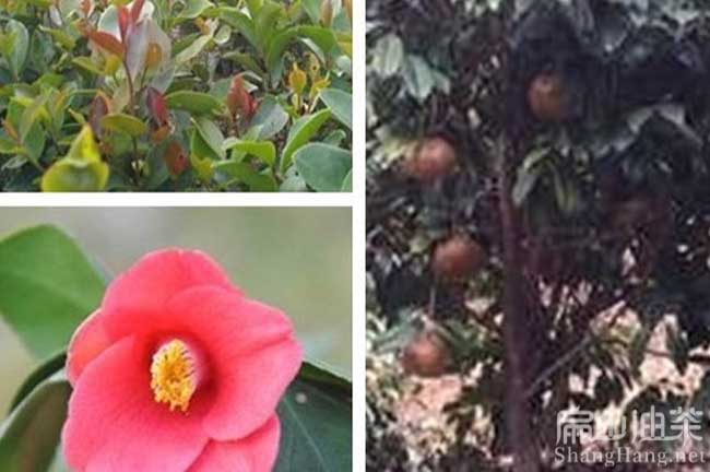 岑溪大紅花油茶苗培育