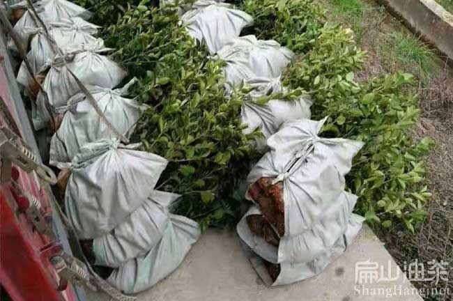中國茶籽加工
