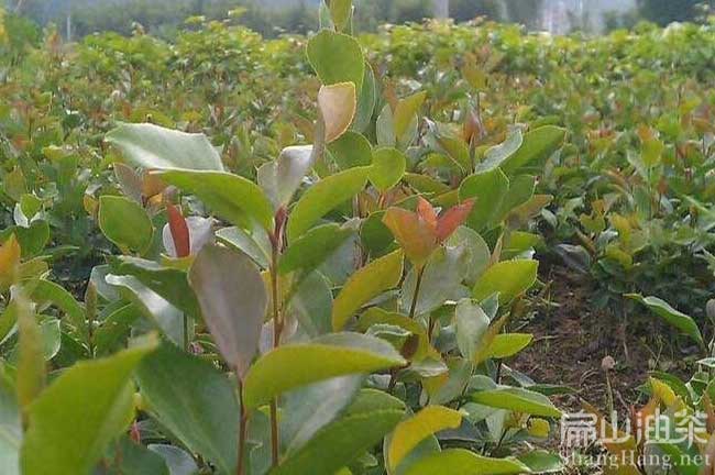 廣西油茶苗批發 廣西油茶苗批發價2024多少錢一珠-扁山油茶