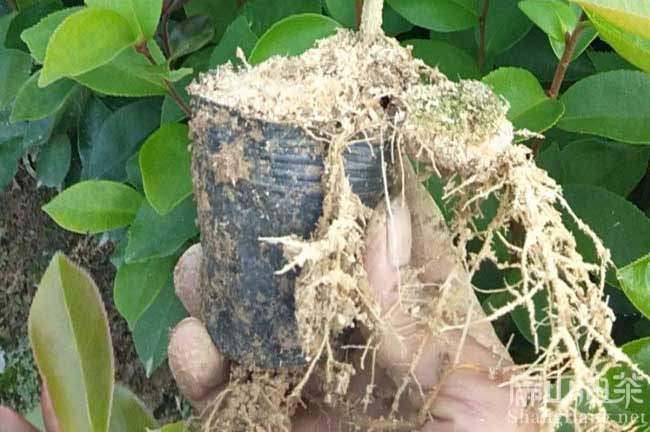 福建油茶杯苗