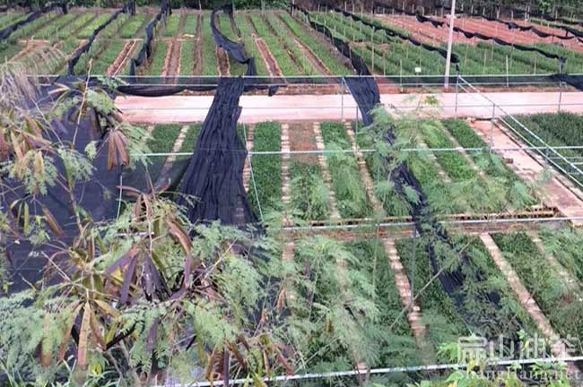 江西茶樹種植基地