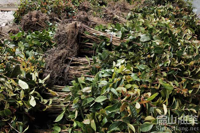 新興油茶苗批發