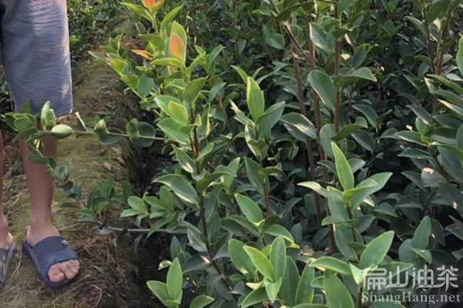 江門茶樹苗批發