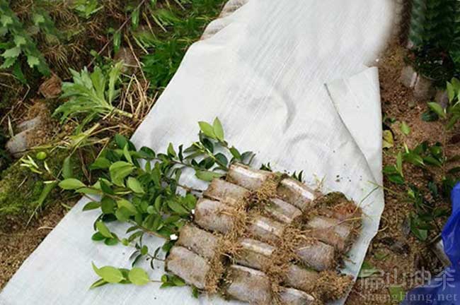 恭城油茶樹種植