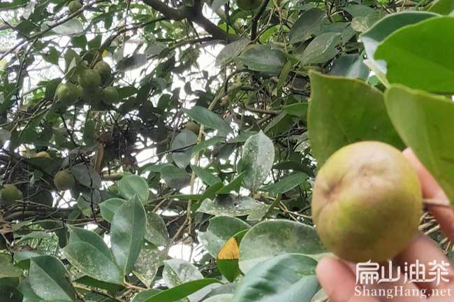 泰國茶籽批發