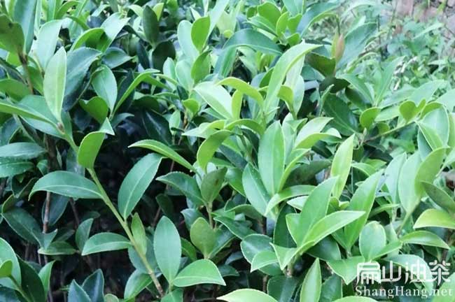 湘潭大果紅花油茶基地批發容器杯苗湘鄉韶山湘潭-扁山油茶