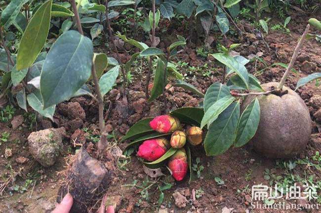湖南大果油茶苗
