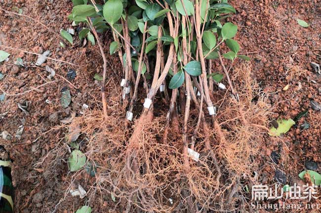 湖南嫁接油茶苗批發