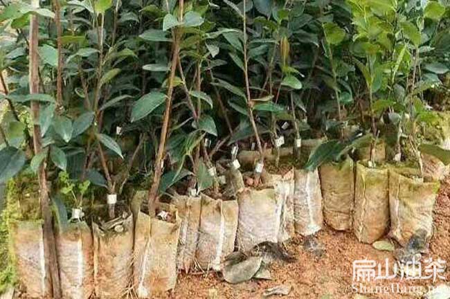 廣東杯苗批發