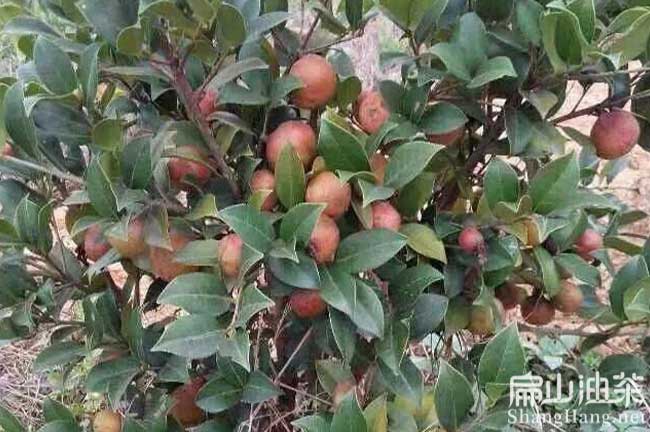 浙江軟枝油茶苗批發