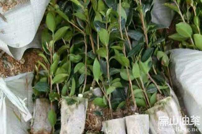 株洲油茶杯苗批發