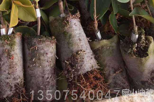 貴港油茶杯苗批發