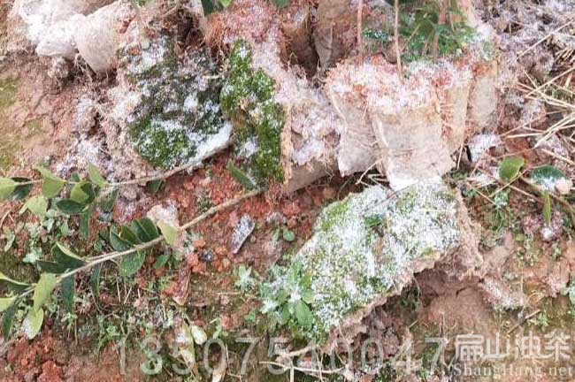 生態油茶苗