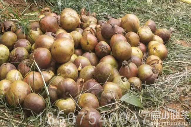耒陽大果油茶果
