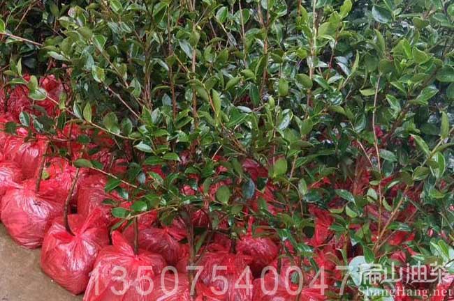 漳平茶樹苗批發