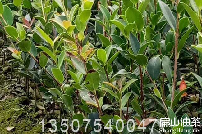 梧州茶樹批發