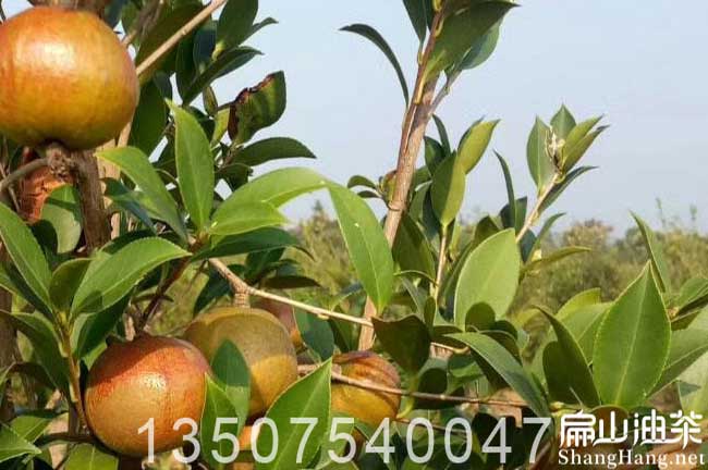 玉林大果油茶樹