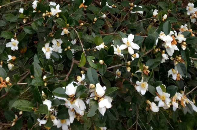 玉林白花油茶樹