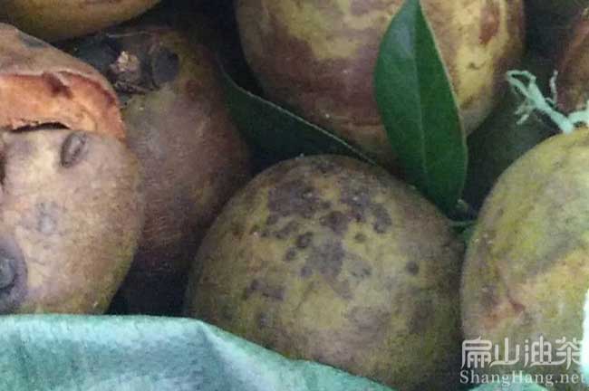 湖南大果油茶苗