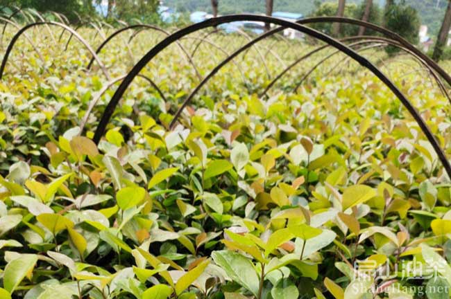 廣西軟枝油茶苗