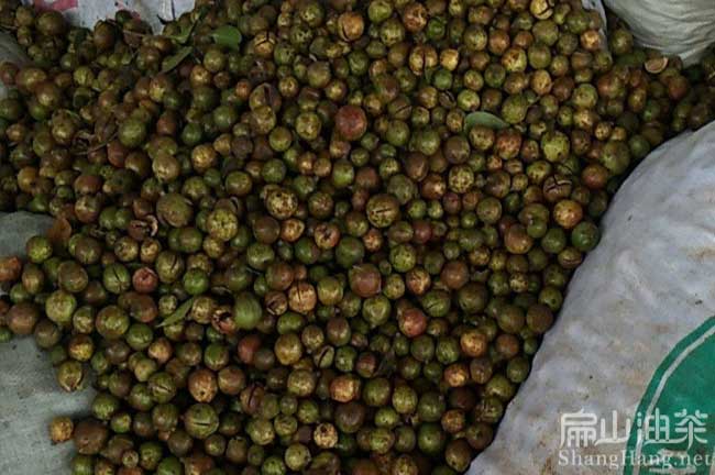 景德鎮茶籽回收