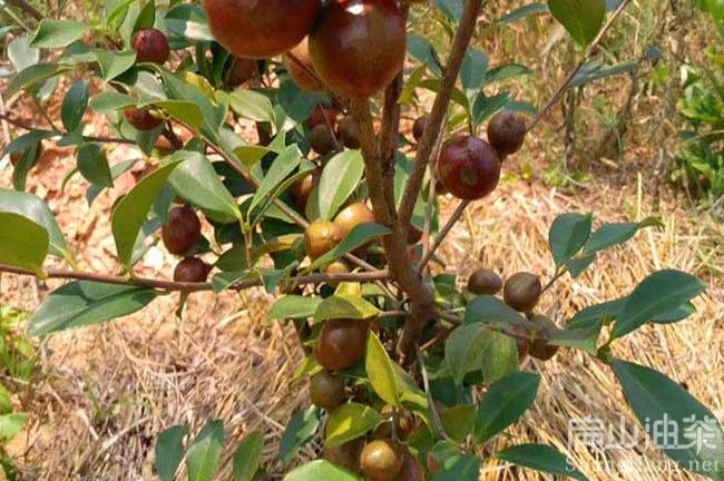 湖南岳陽油茶基地 Yy岳陽油茶基地批發大果紅花袋裝杯苗-扁山油茶