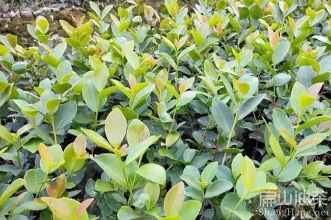 漳州油茶苗批發