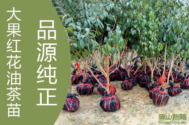 紅花油茶種植技術