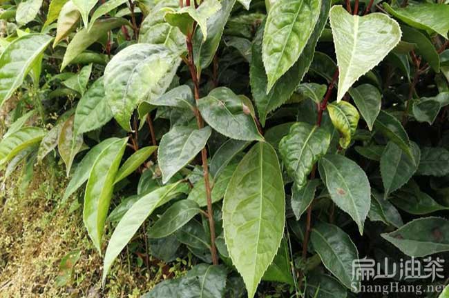 岑溪軟枝2號油茶苗