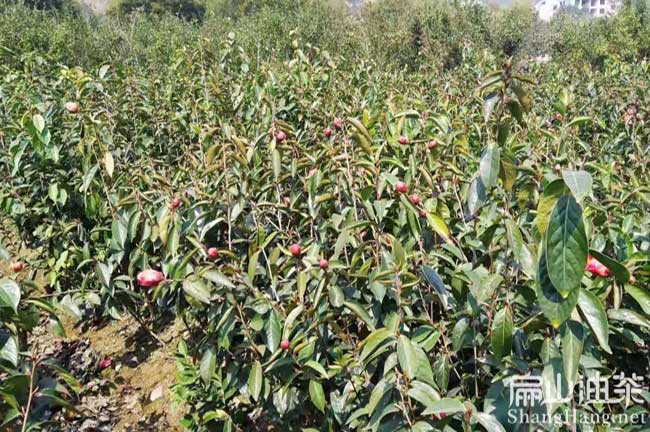 澠池紅花油茶苗批 發