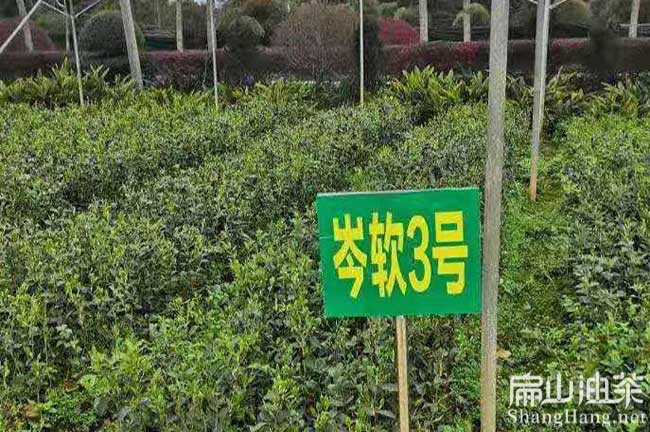 廣西岑溪3號油茶苗