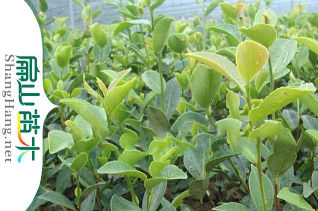河池大果油茶苗批發