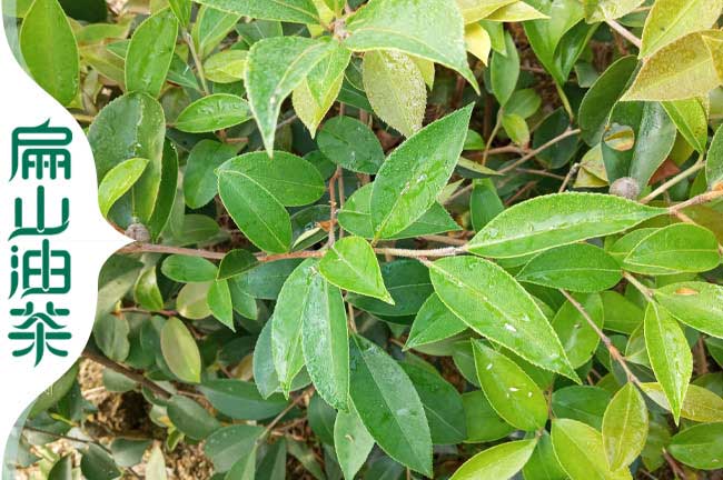 廣西軟枝油茶苗批發