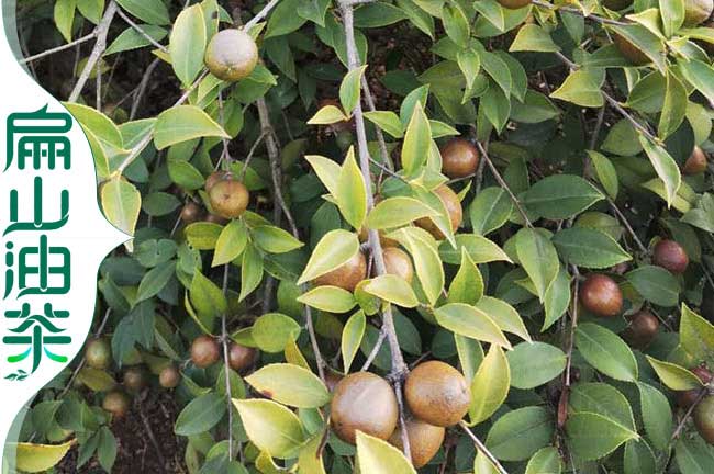 海城油茶苗批發(北海大果紅花茶樹水果苗)鐵山港油茶苗批發
