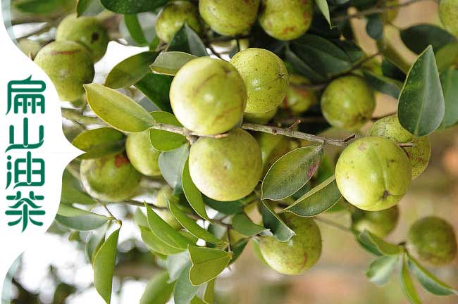 鳳山油茶苗批發