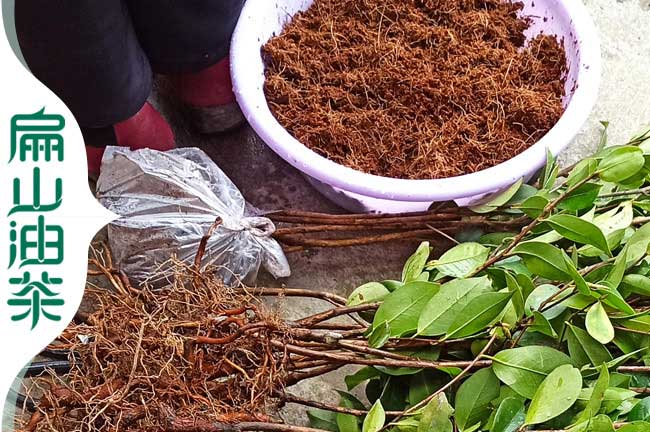 玉林軟枝油茶苗批發