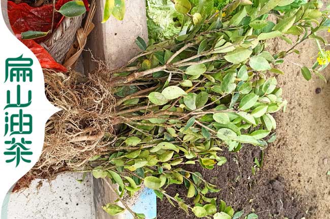 宜州1-3年嫁接油茶苗.河池.金城江區大果紅花油茶苗批發