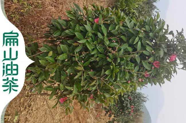 北海紅花油茶苗批發