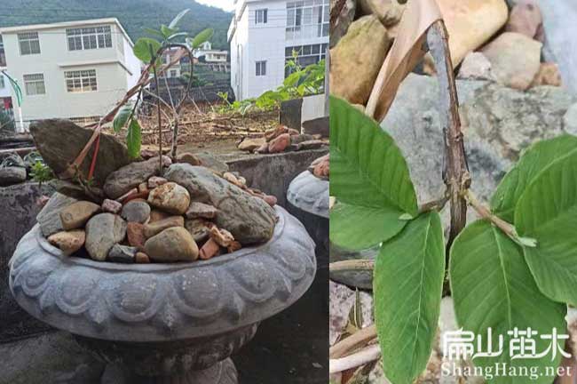 福州芭樂苗批發