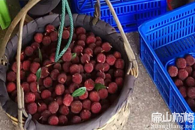 長塘東魁楊梅苗批發