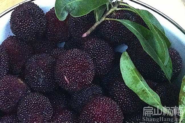 蒙山1年東魁楊梅楊梅苗批發 蒙山紅花大果油茶苗種植基地
