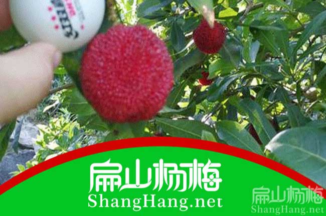 泰州楊梅批發