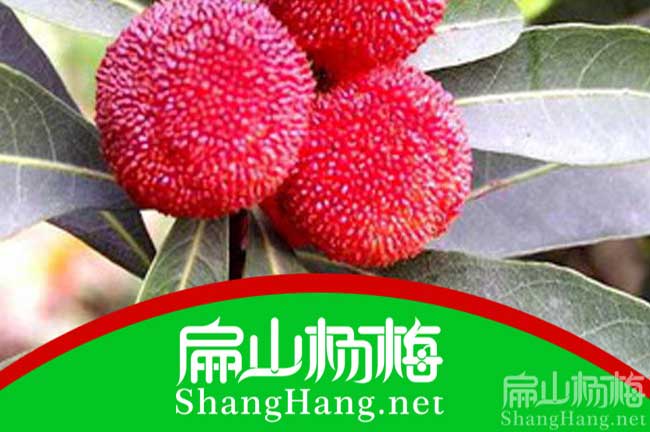西安1年嫁接楊梅苗批發到新城碑林蓮湖灞橋未央-扁山楊梅