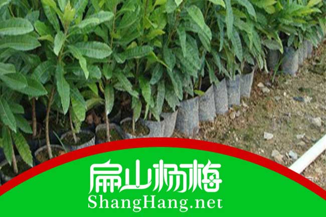鄉村 河南油茶苗（大果紅花.東魁楊梅）楊梅苗批發種植基地