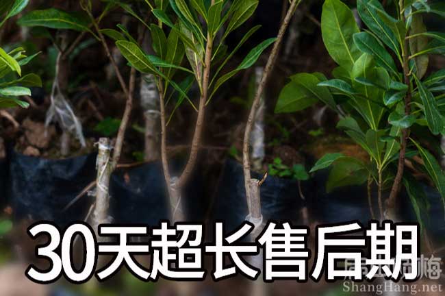 海南楊梅苗批發