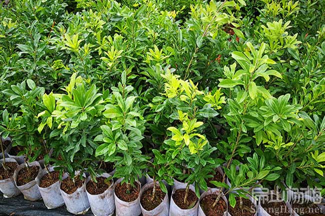 長武縣水晶楊梅苗批發