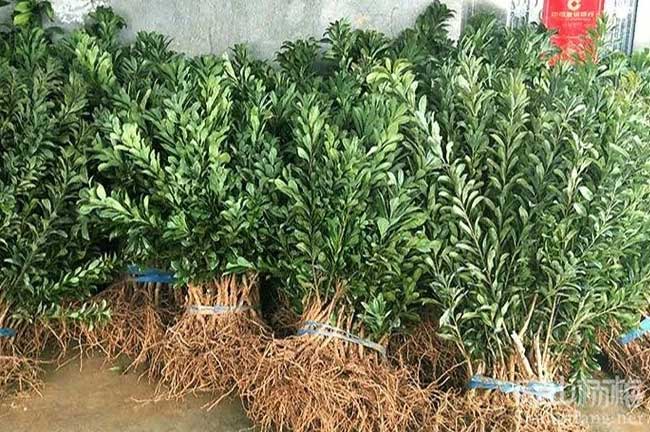 南陽楊梅種植基地 賣 南陽楊梅苗油茶沃柑砂糖桔苗批發價