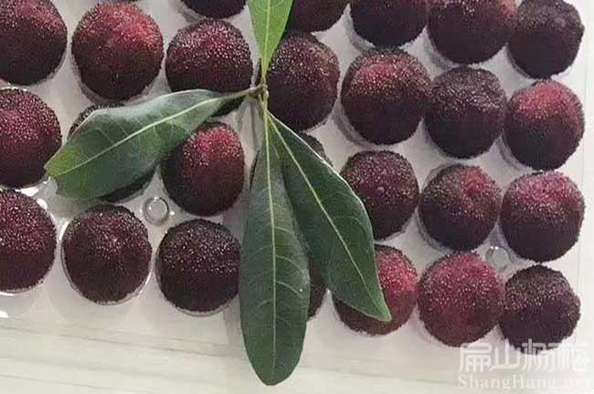 仙游楊梅批發