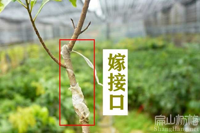 當年結果楊梅苗批發 湖南8年楊梅樹苗培育1000珠-扁山楊梅