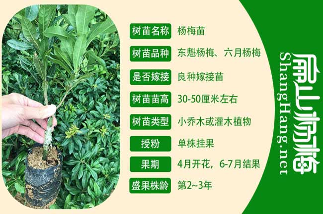 南寧楊梅苗批發